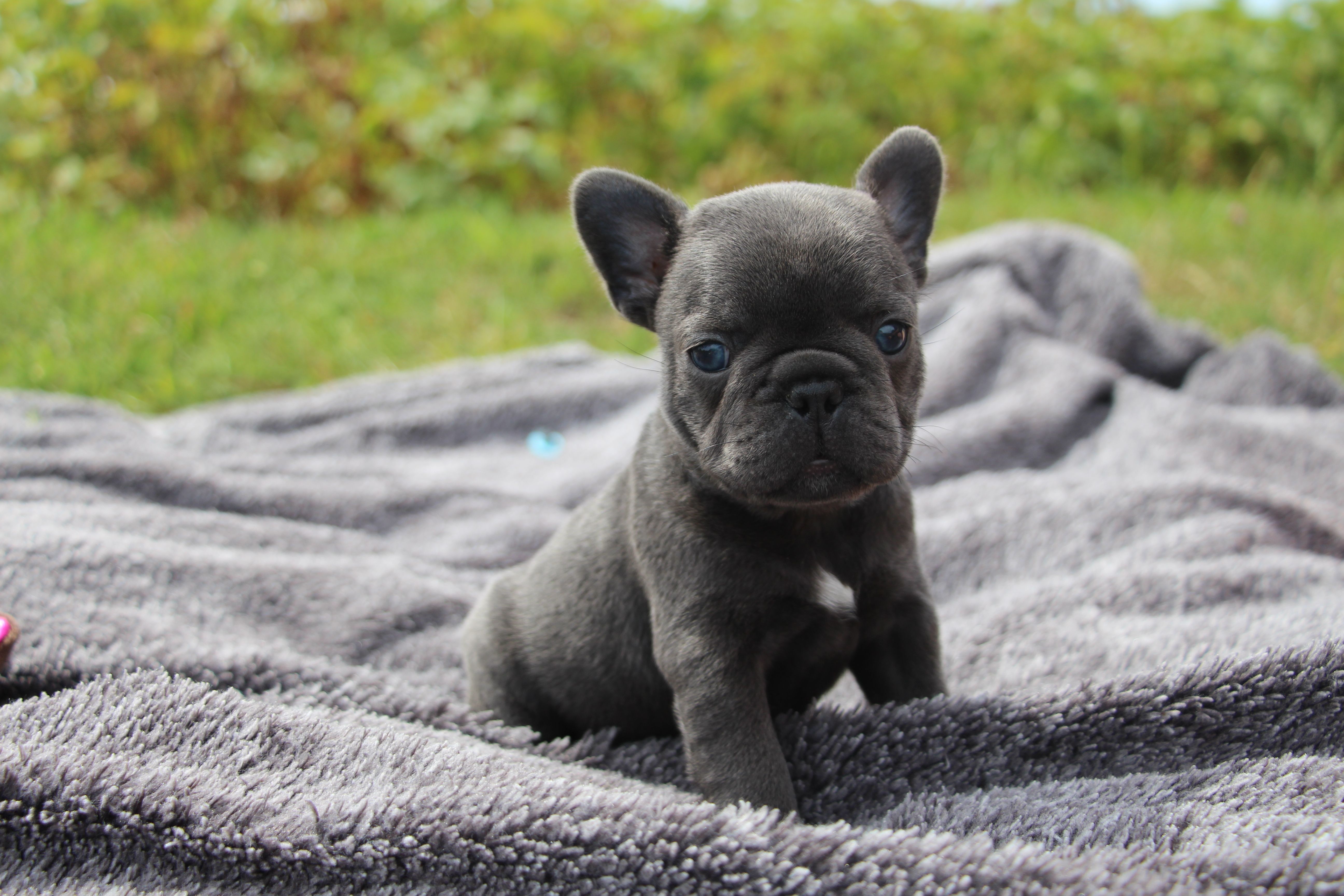 <svg class='pink'></svg> <b>Miss Little Heart</b> <svg class='pink'></svg>